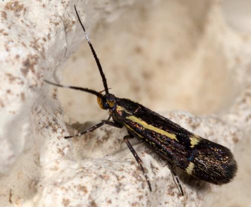 Esperia sulphurella