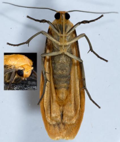 Réf. 230 323 : Eilema sororcula