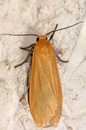 Réf. 230 321 : Eilema sororcula