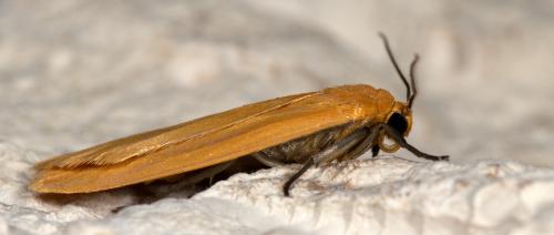 Réf. 230 322 : Eilema sororcula