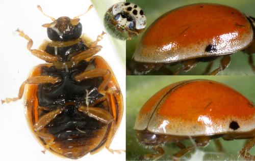 Réf. 230 865 : Adalia decempunctata