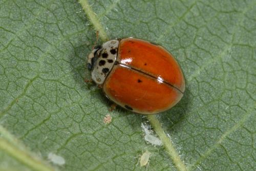 Réf. 230 864 : Adalia decempunctata