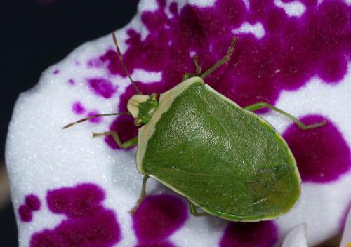 Nezara viridula