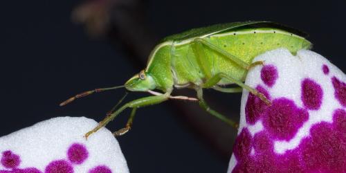Nezara viridula