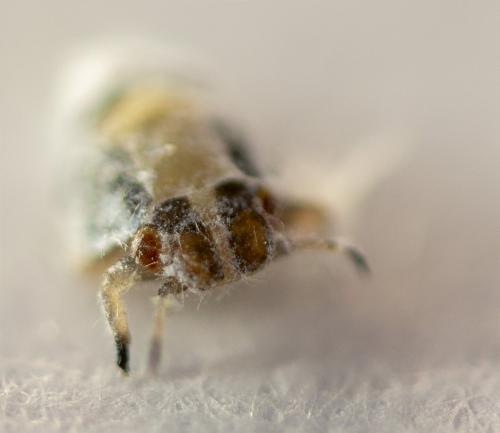 Réf. 230 747 : Euphyllura olivina