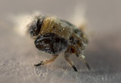 Réf. 230 746 : Euphyllura olivina