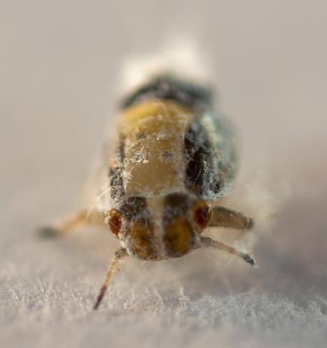 Euphyllura olivina