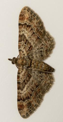 Réf. 230 769 : Gymnoscelis rufifasciata