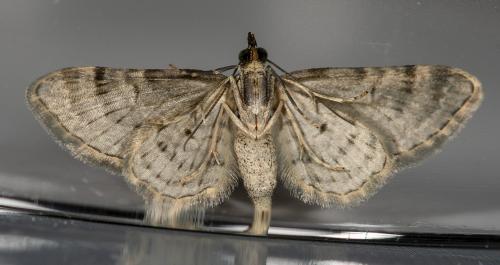 Réf. 230 768 : Gymnoscelis rufifasciata