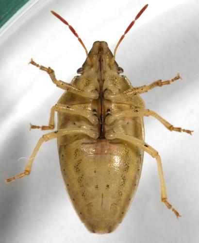 Réf. 230 928 : Aelia acuminata