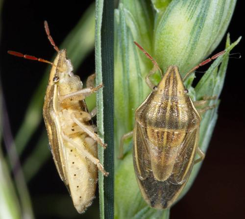 Réf. 230 927 : Aelia acuminata