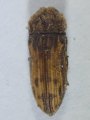 Acmaeoderella discoida