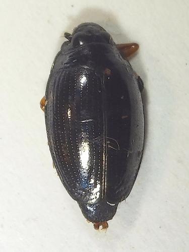 Gyrinus substriatus
