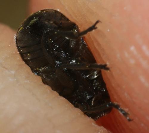 Réf. 230 389 : Cryptocephalus rugicollis