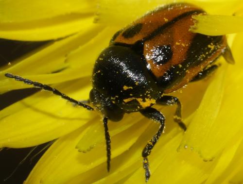 Réf. 230 386 : Cryptocephalus rugicollis