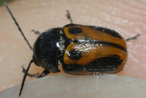 Réf. 230 387 : Cryptocephalus rugicollis