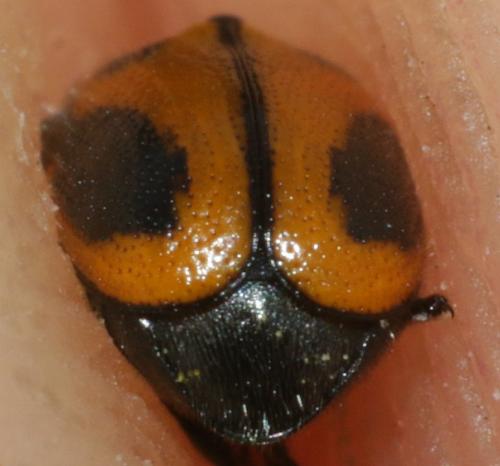 Réf. 230 388 : Cryptocephalus rugicollis