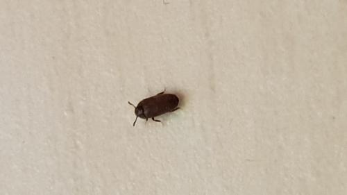 Réf. 230 393 : Trixagus sp.
