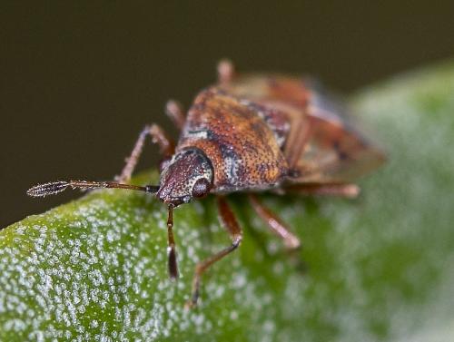 Réf. 230 921 : Kleidocerys resedae