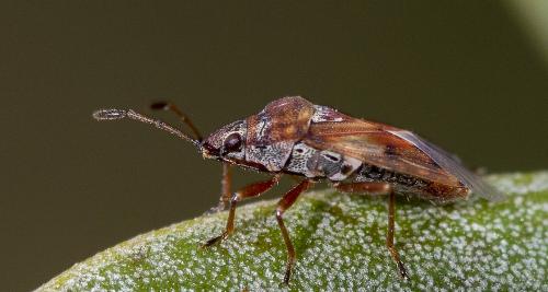 Réf. 230 922 : Kleidocerys resedae