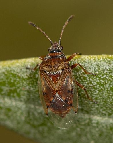 Kleidocerys resedae