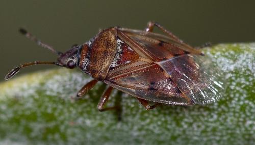 Kleidocerys resedae