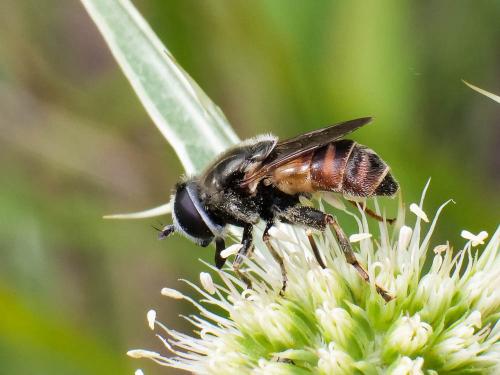 Réf. 230 222 : Merodon avidus