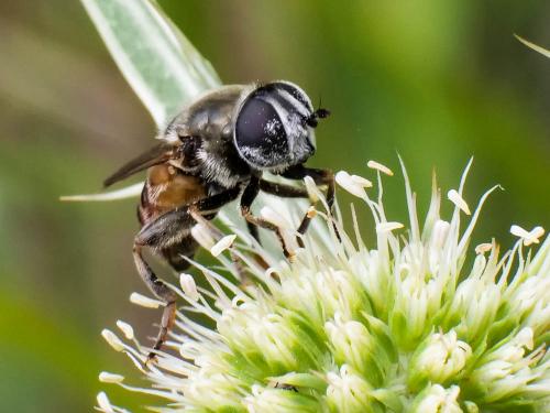 Réf. 230 223 : Merodon avidus