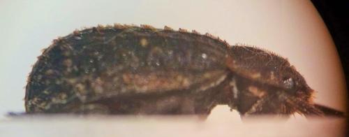 Réf. 230 505 : Trox scaber