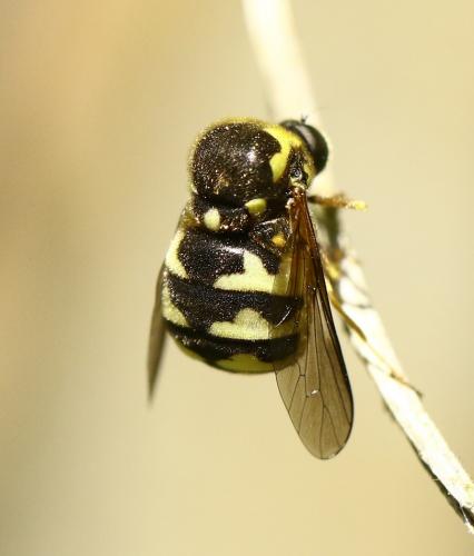 Réf. 230 457 : Cyrtus gibbus