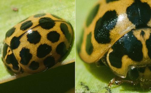 Harmonia conformis