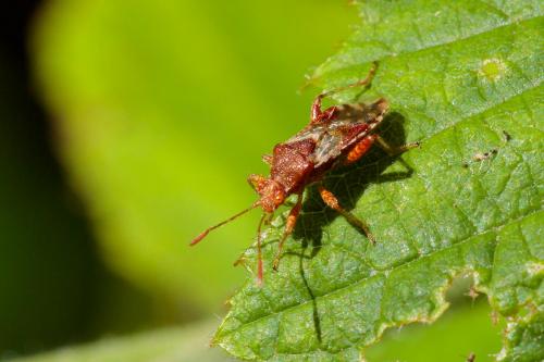Rhopalus subrufus