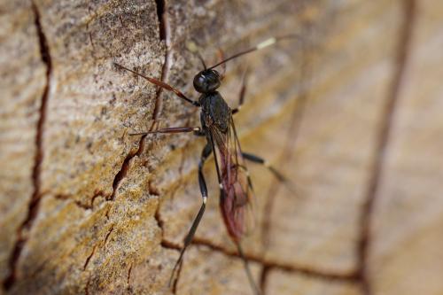 Xorides filiformis