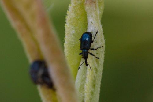 Réf. 230 242 : Temnocerus sp.