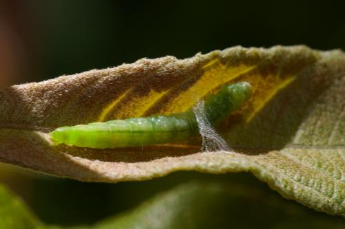 Operophtera brumata