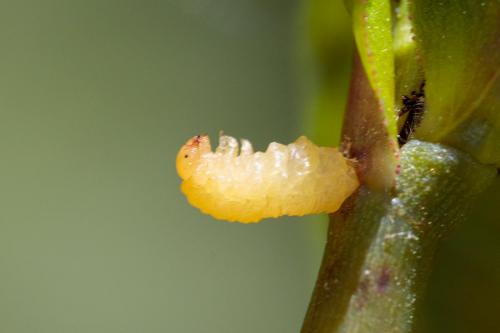 Ardis sp.