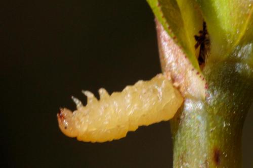 Ardis sp.