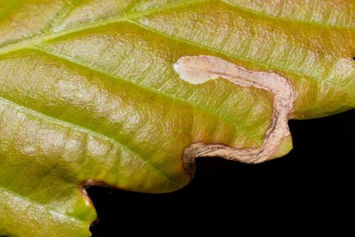 Réf. 230 259 : Stigmella sp.