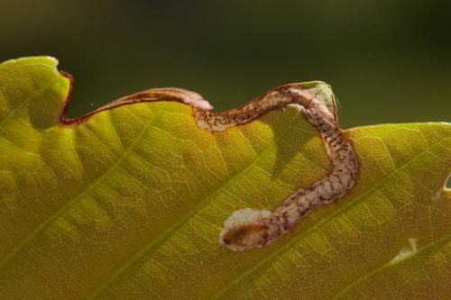 Réf. 230 258 : Stigmella sp.