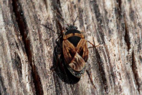 Réf. 230 271 : Trapezonotus sp.