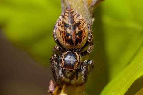 Réf. 230 460 : Carrhotus xanthogramma