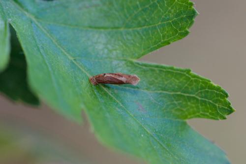 Réf. 230 482 : Coleophora sp.