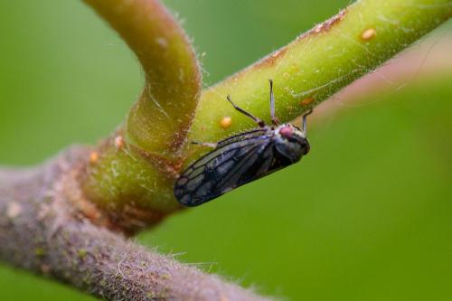Réf. 230 700 : Oncopsis flavicollis