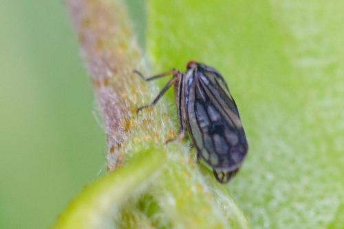 Réf. 230 701 : Oncopsis flavicollis