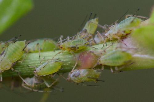 Réf. 230 704 : Macrosiphum rosae