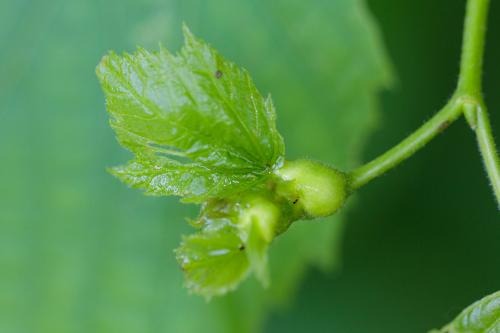 Contarinia tiliarum