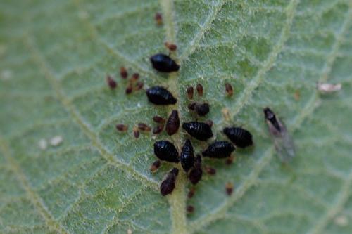 Chaitophorus salijaponicus niger