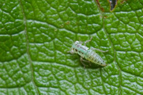 Réf. 230 889 : Typhlocybinae inconnu