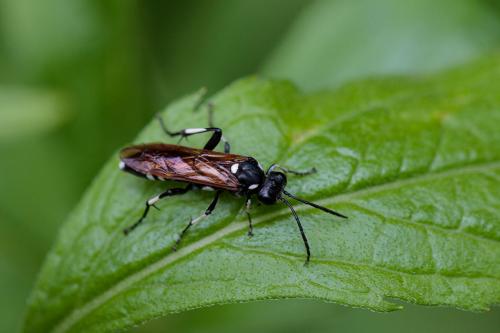 Réf. 230 895 : Macrophya duodecimpunctata