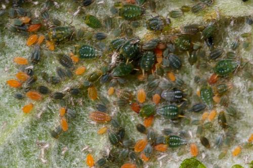 Aphis farinosa